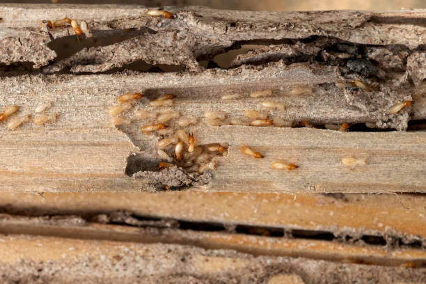 Best Ant Control Services  in Ringwood, NJ