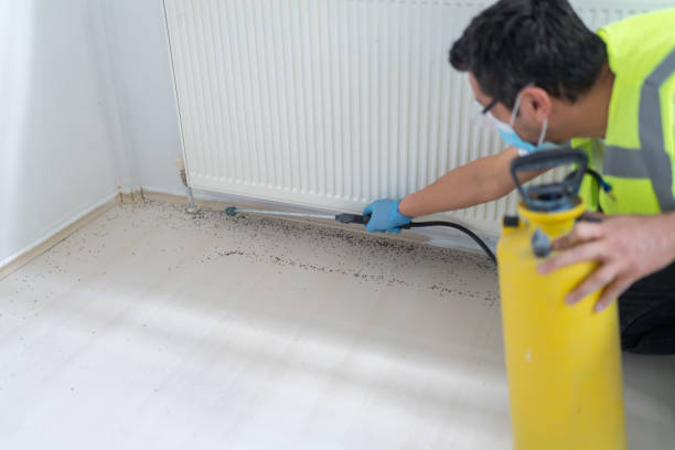 Best Flea Control Services  in Ringwood, NJ